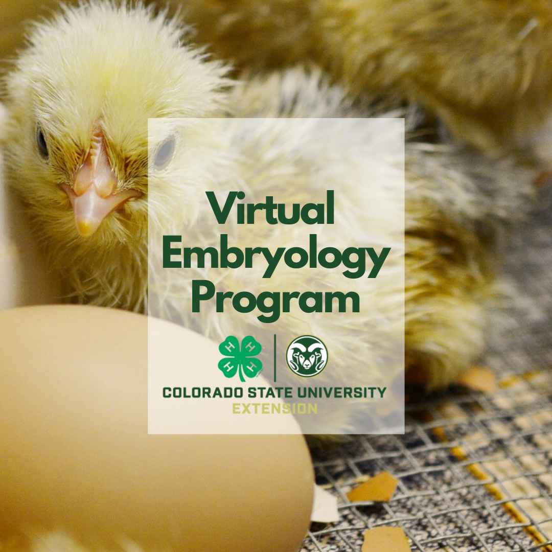 Virtual Embryology Program
