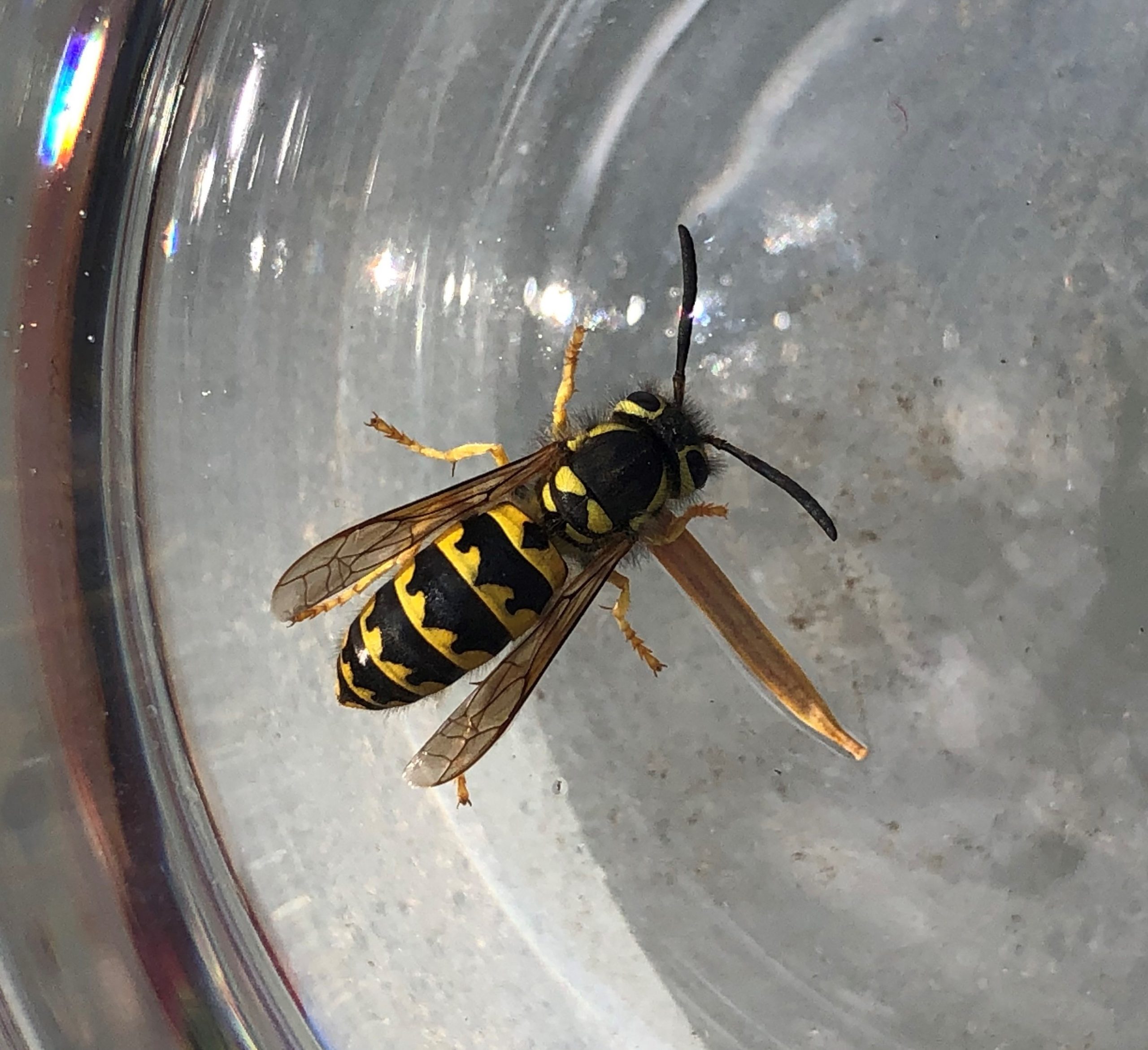 Getting the Best Results with Yellowjacket Traps - Pests in the Urban  Landscape - ANR Blogs