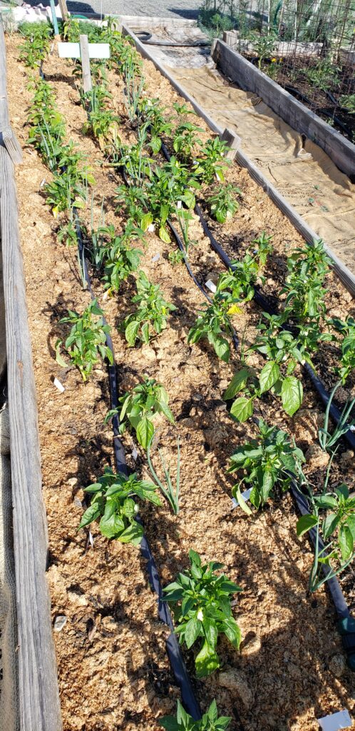 Littleton Pea Patch Demonstration Garden - Arapahoe County Extension