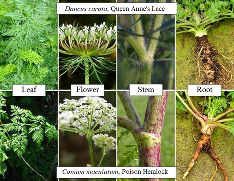 Audio Blog: Poison Hemlock or Queen Anne's Lace? How to Tell - Advanced  Turf Solutions