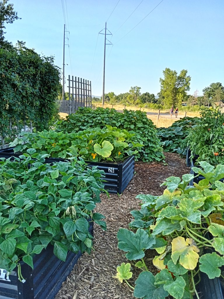 raised metal vegetable garden beds with overflowing vegetable crops