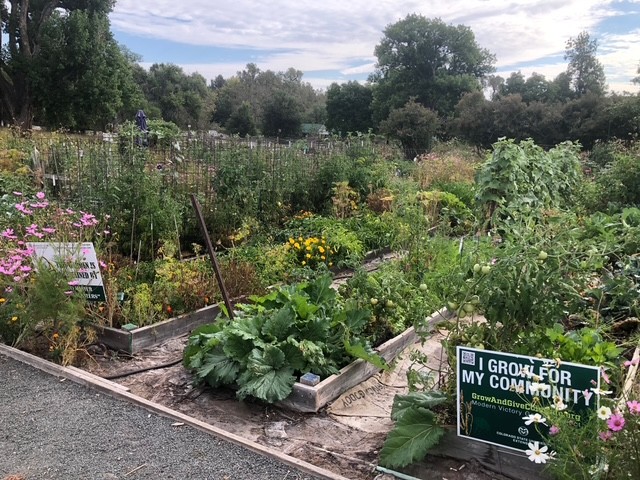 The master gardeners’ plot brimming with tomato, cucumber, squash, rhubarb and peppers in raised beds waiting to be harvested. Flowers like marigold, cosmos and zinnia are planted in the garden to attract pollinators. Photo: Mark Overland