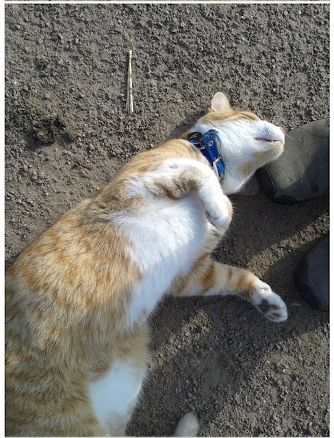 Leo, the unofficial Pea Patch mascot, an orange and white tabby cat wearing a blue collar lying on his side in the dirt, eyes closed, with front paws tucked in. Leo always stopped by the garden to say hello and look for a pet. ❤ Photo: Rana Van Leeuwen