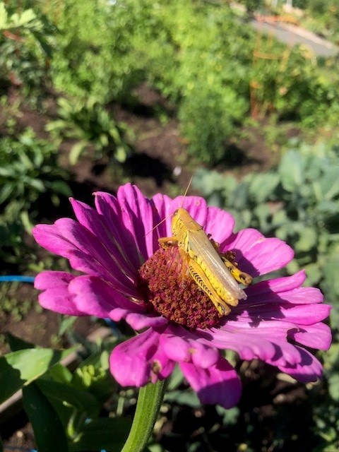 Adult grasshopper nestled in the center of a vibrant pink zinnia flower. Photo: Mark Overland