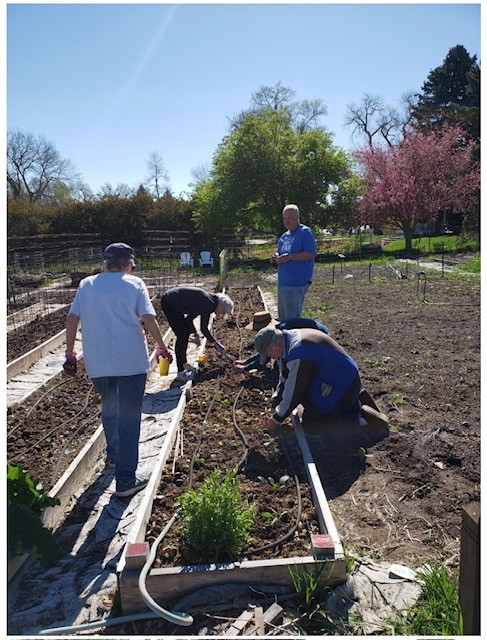 Arapahoe County Master Gardener volunteers working together in spring to plant vegetable seeds and starter plants in raised beds. Photo: Rana Van Leeuwen