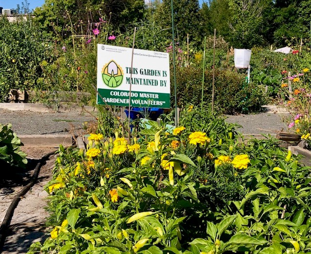 A vibrant community garden plot at Littleton’s Pea Patch Community garden maintained by Colorado
Master Gardener Volunteers through Arapahoe County Extension. In the foreground, bright yellow
marigolds and pepper plants grow in raised beds. A white and green sign reads "This Garden Is
Maintained By Colorado Master Gardener Volunteers."
Photo: Mark Overland