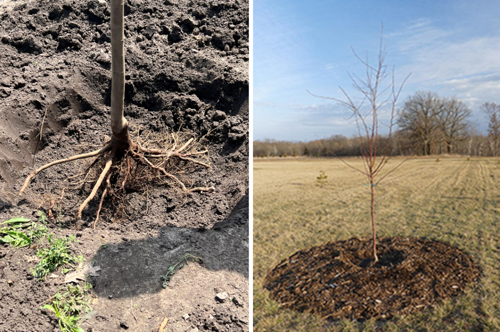 tree with no soil on its roots placed in a planting hole; new tree planted with a ring of mulch around the tree but not against the trunk