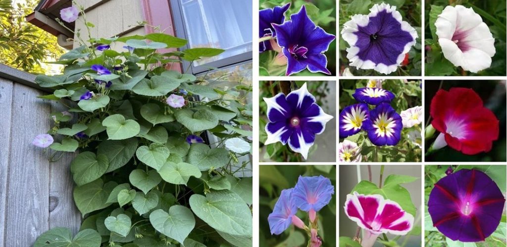 left photo shows purple and white flowered morning glories with heart-shaped leaves trailing down a balcony. right photo shows a matrix of purple, blue, white and red flowers of the plant.