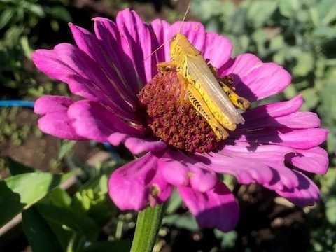 Adult grasshopper nestled in the center of a vibrant pink zinnia flower. Photo: Mark Overland